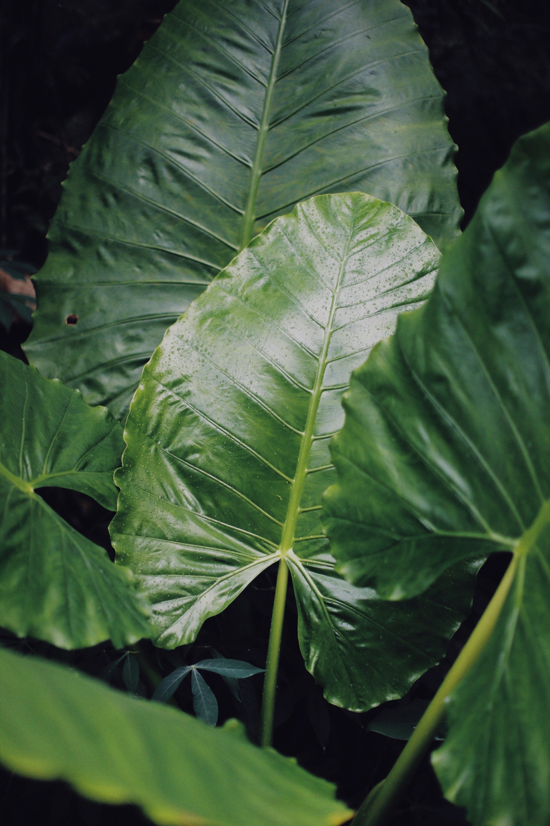 Elephant Ear Plant (Alocasia) – Rare & Striking Varieties