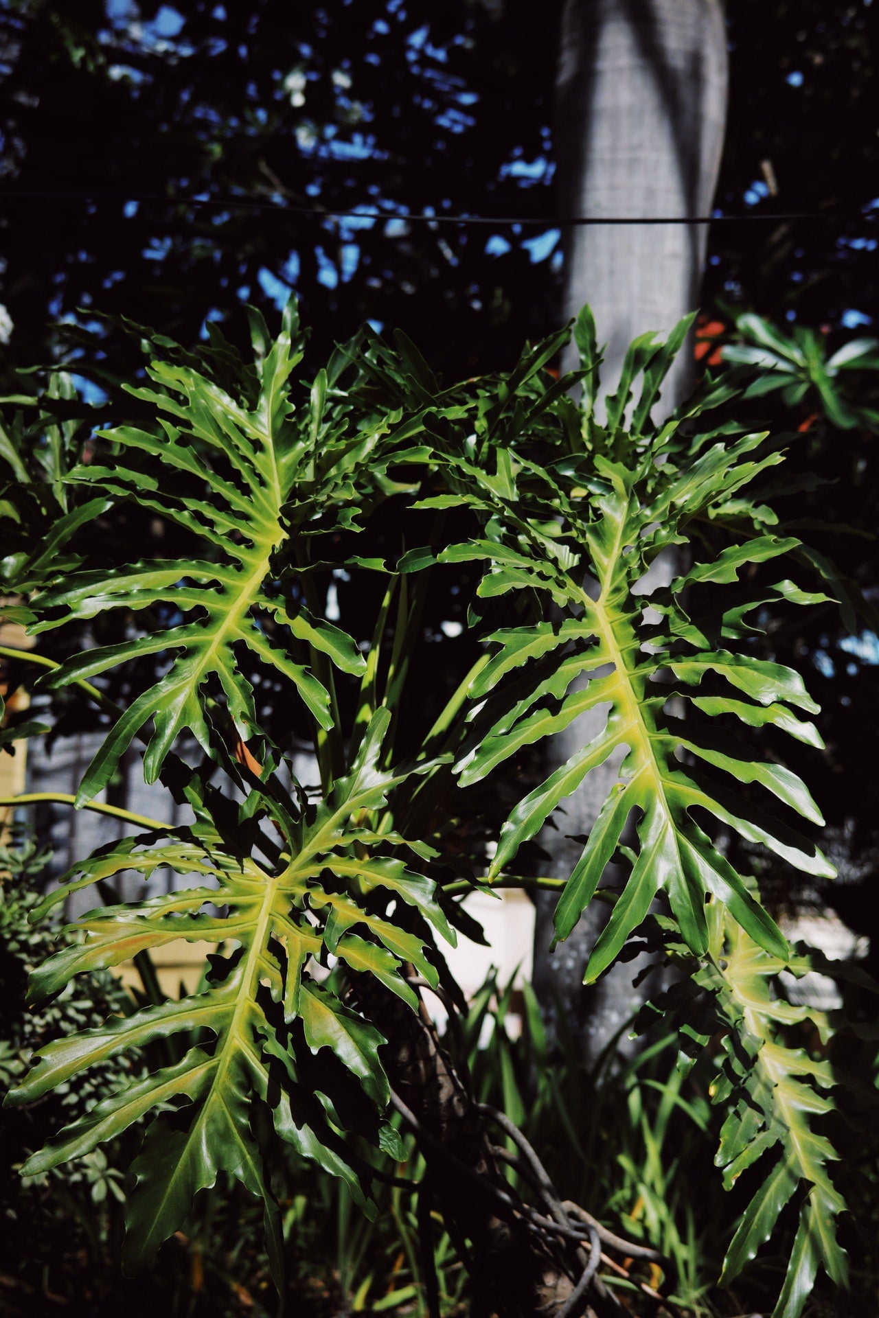 Philodendron Plants for Sale I Order online