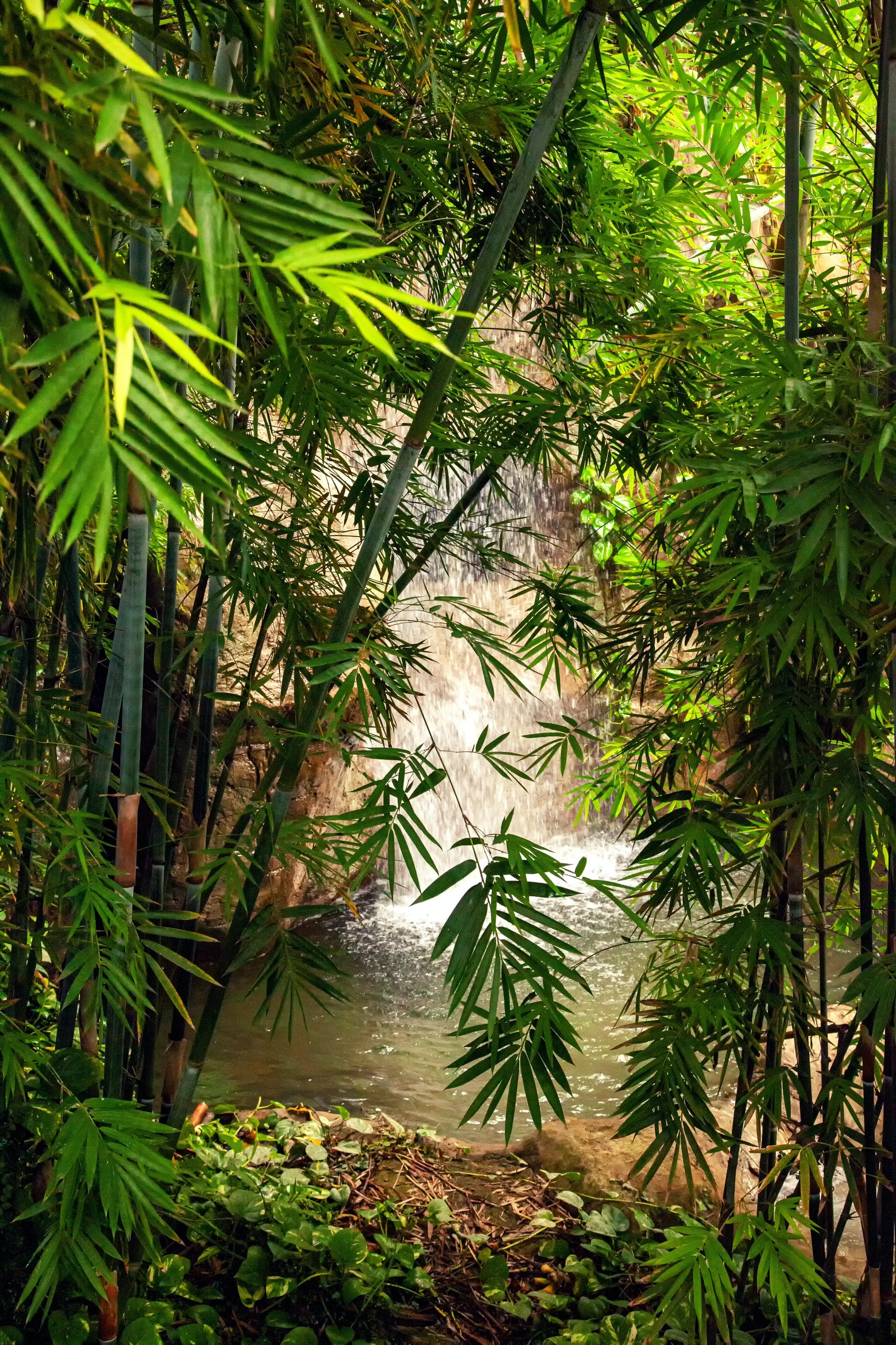 Bamboo Plants I Live Plants Delivery