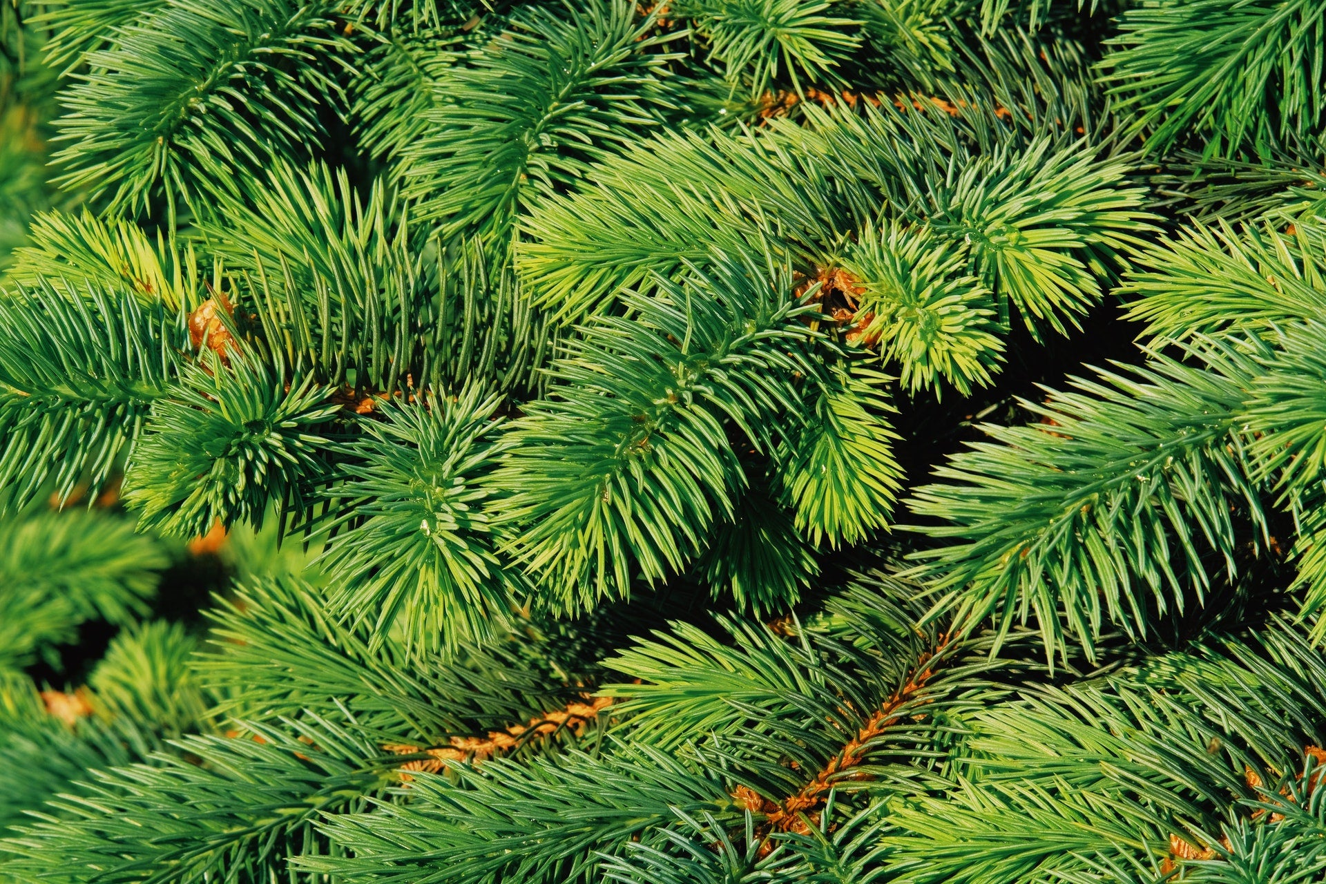 Evergreen Plants I Order Live Plants Online