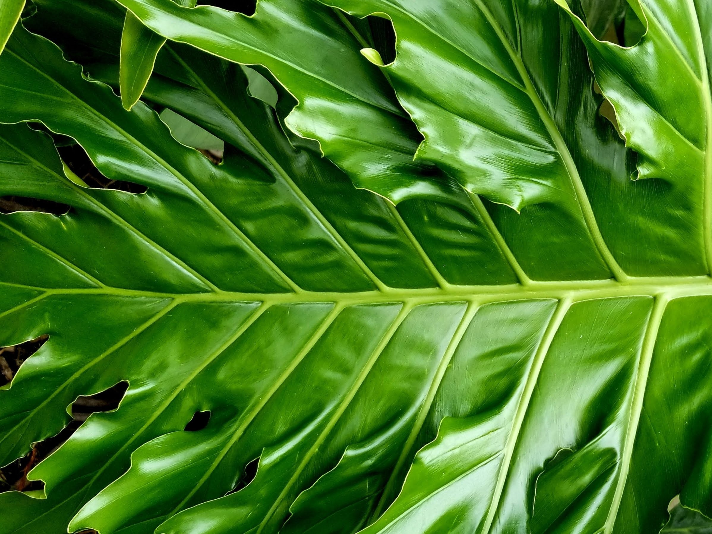 15+ Big Leaved Plants Large Leaf Plants Australia