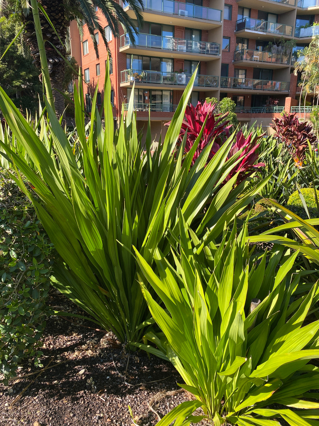 Doryanthes excelsa (Gymea Lily)