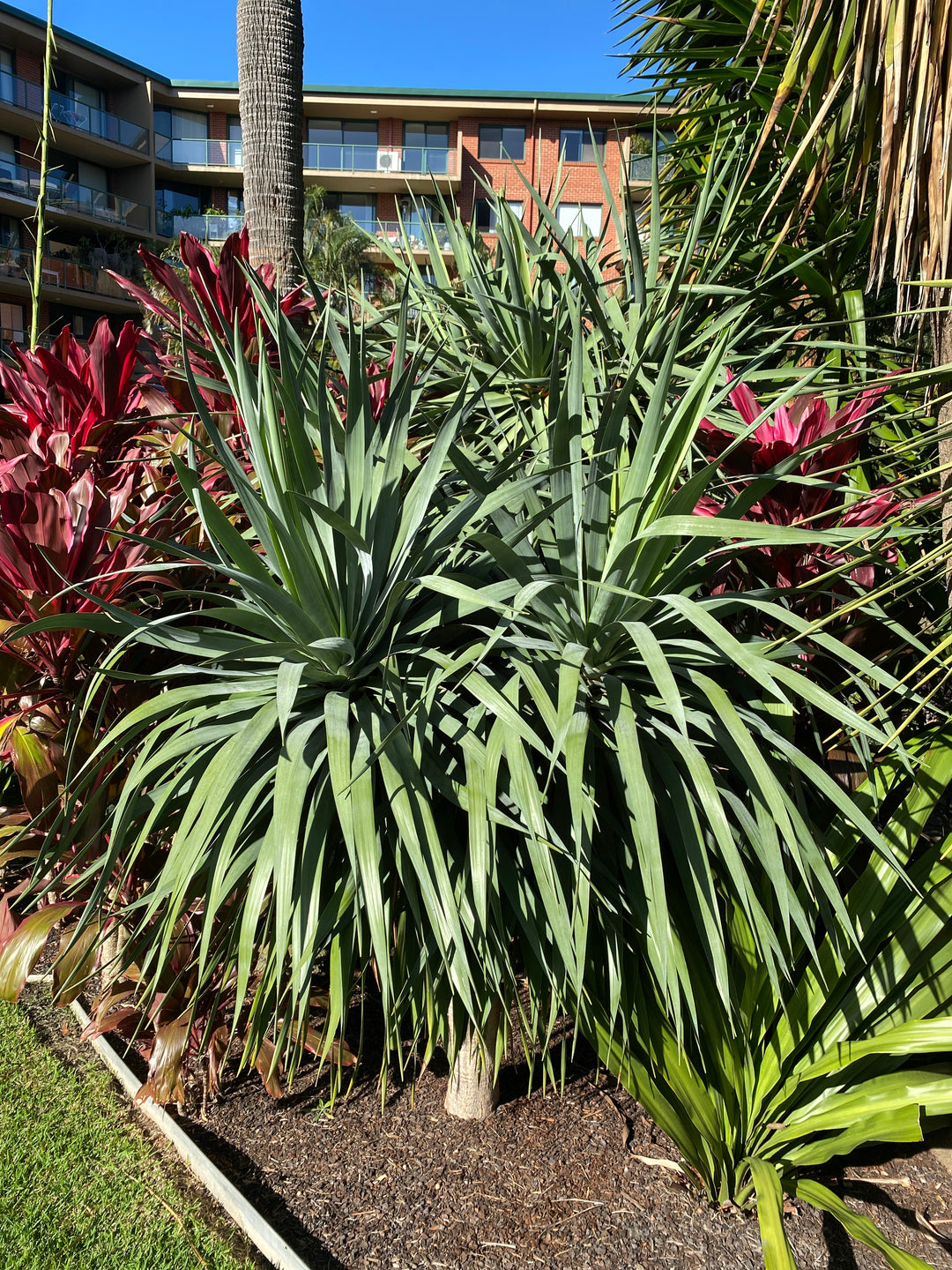 Dracaena draco (Dragon Tree)