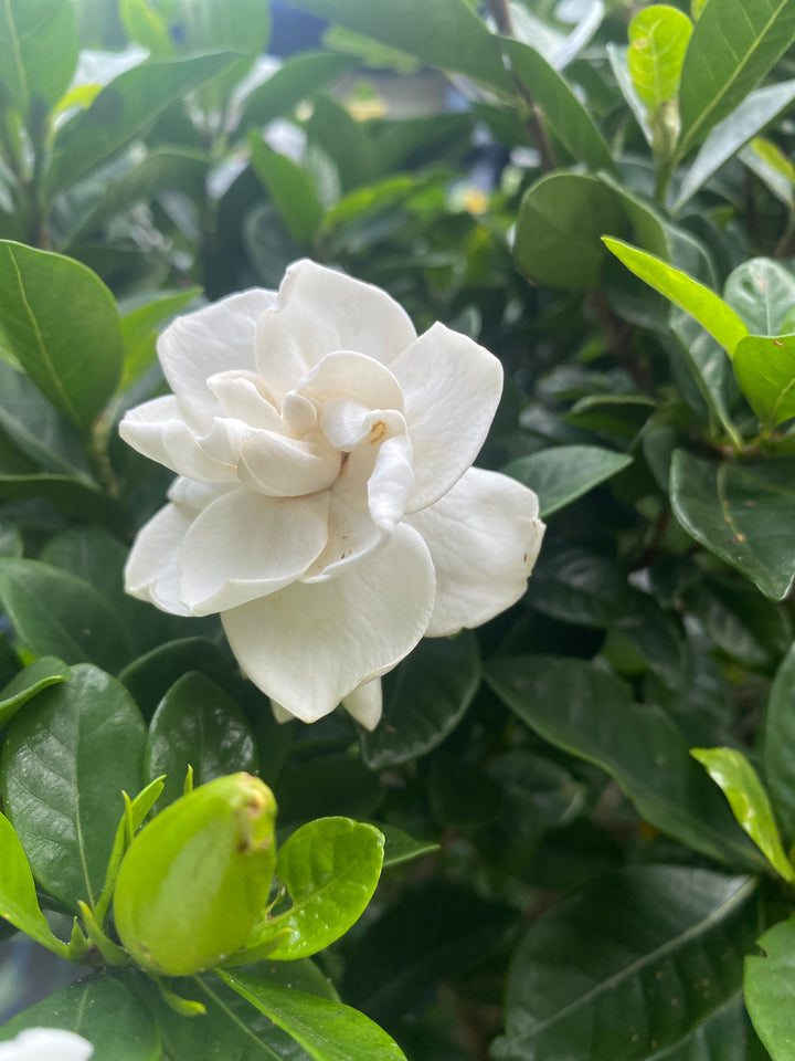 Gardenia augusta 'Florida'