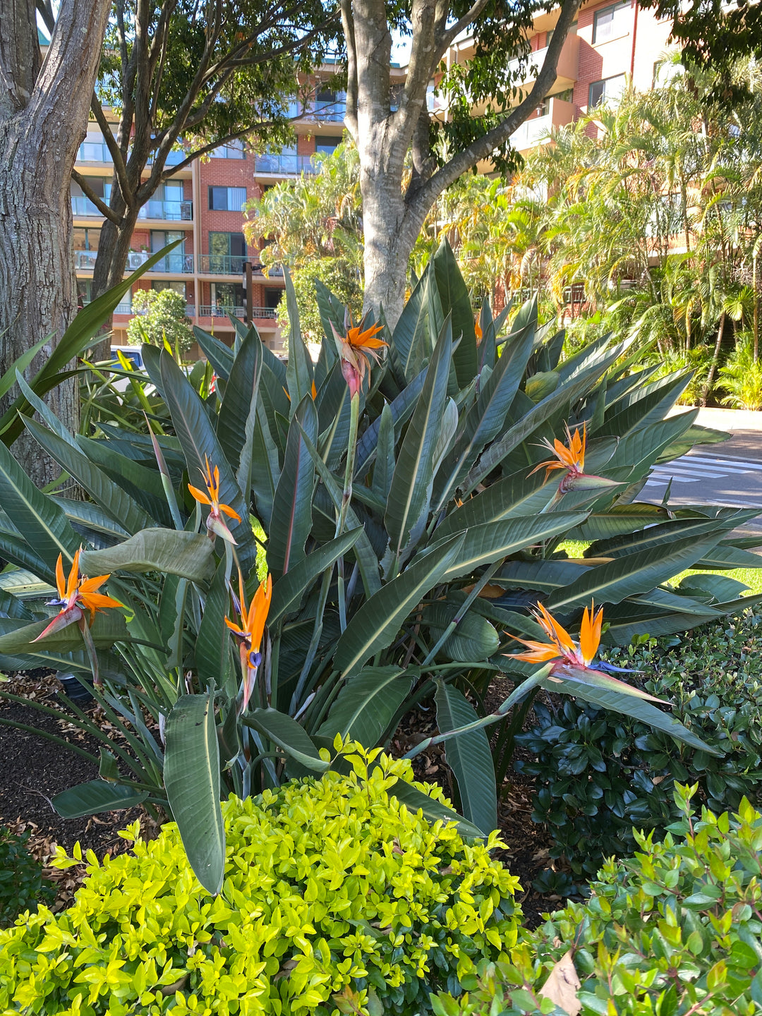 Strelitzia reginae (Bird of Paradise)