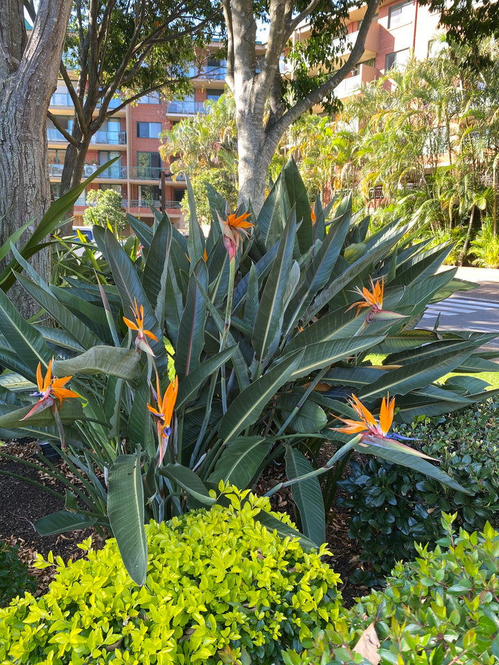 Strelitzia reginae (Bird of Paradise)