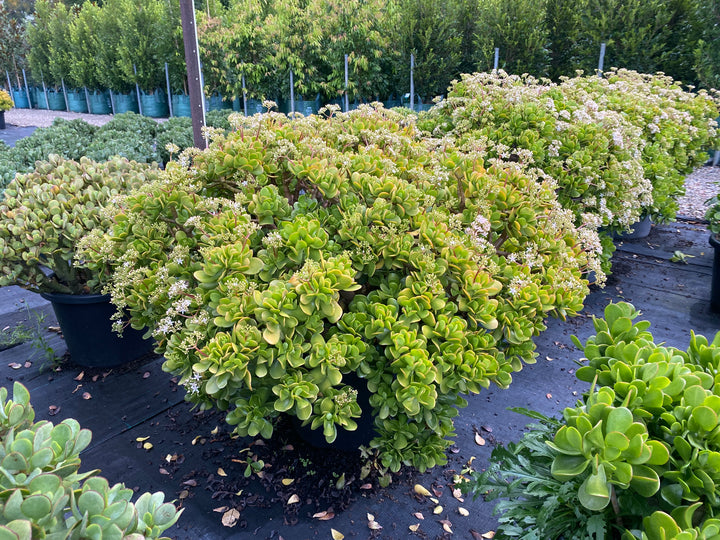 Crassula ovata