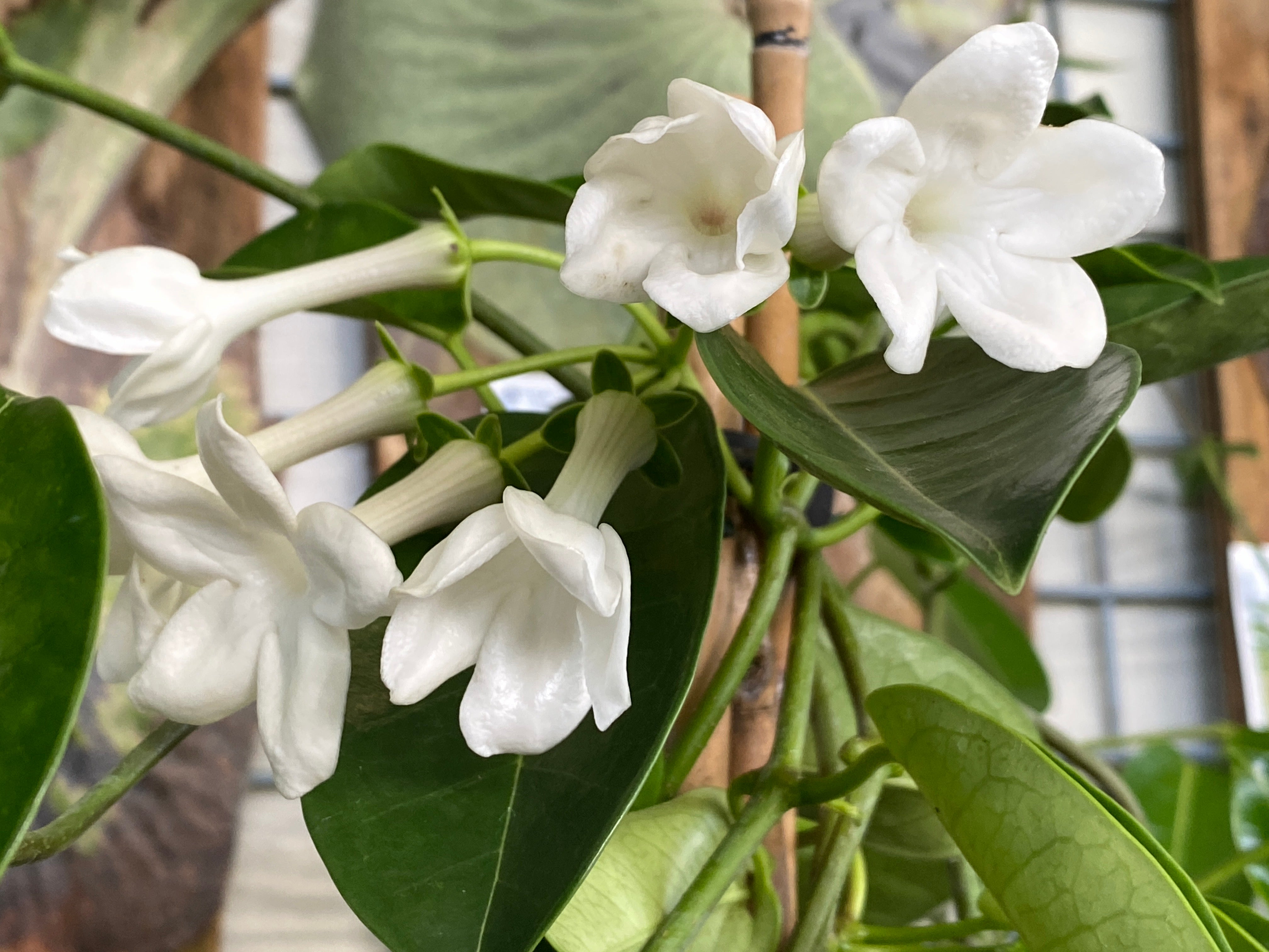 Stephanotis floribunda