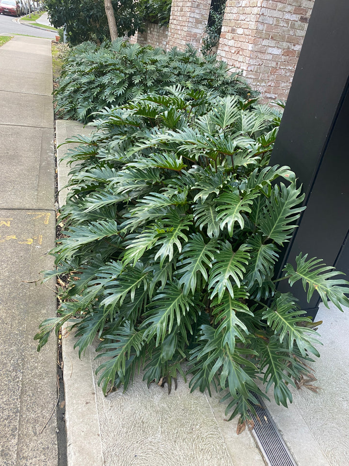 Philodendron xanadu