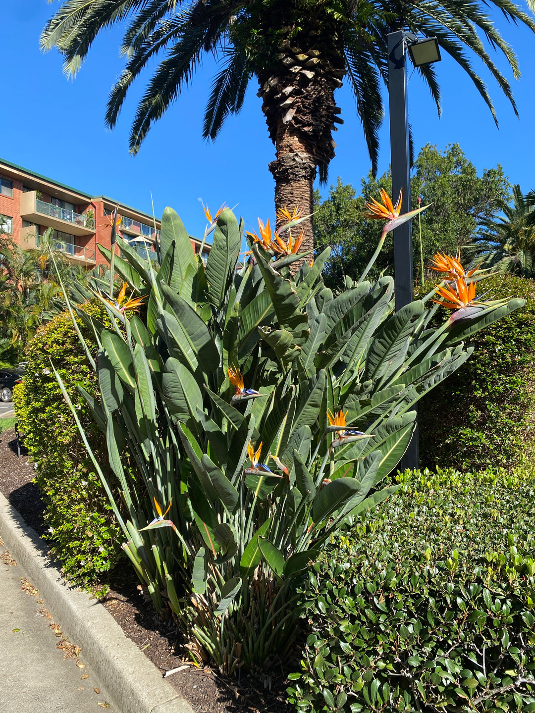 Strelitzia reginae (Bird of Paradise)
