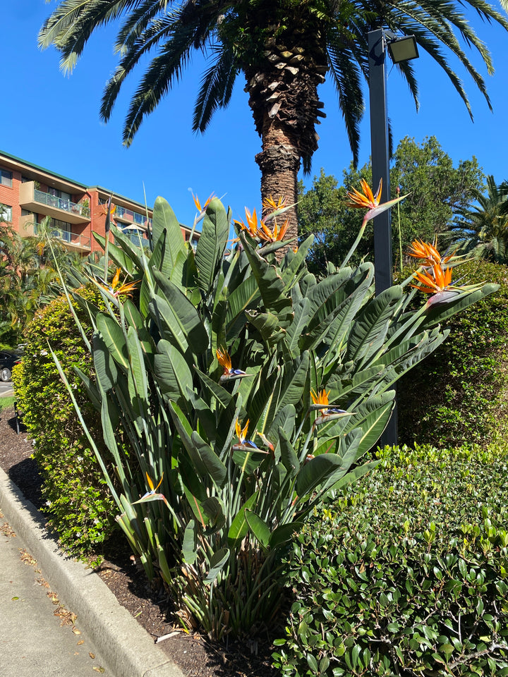 Strelitzia reginae (Bird of Paradise)