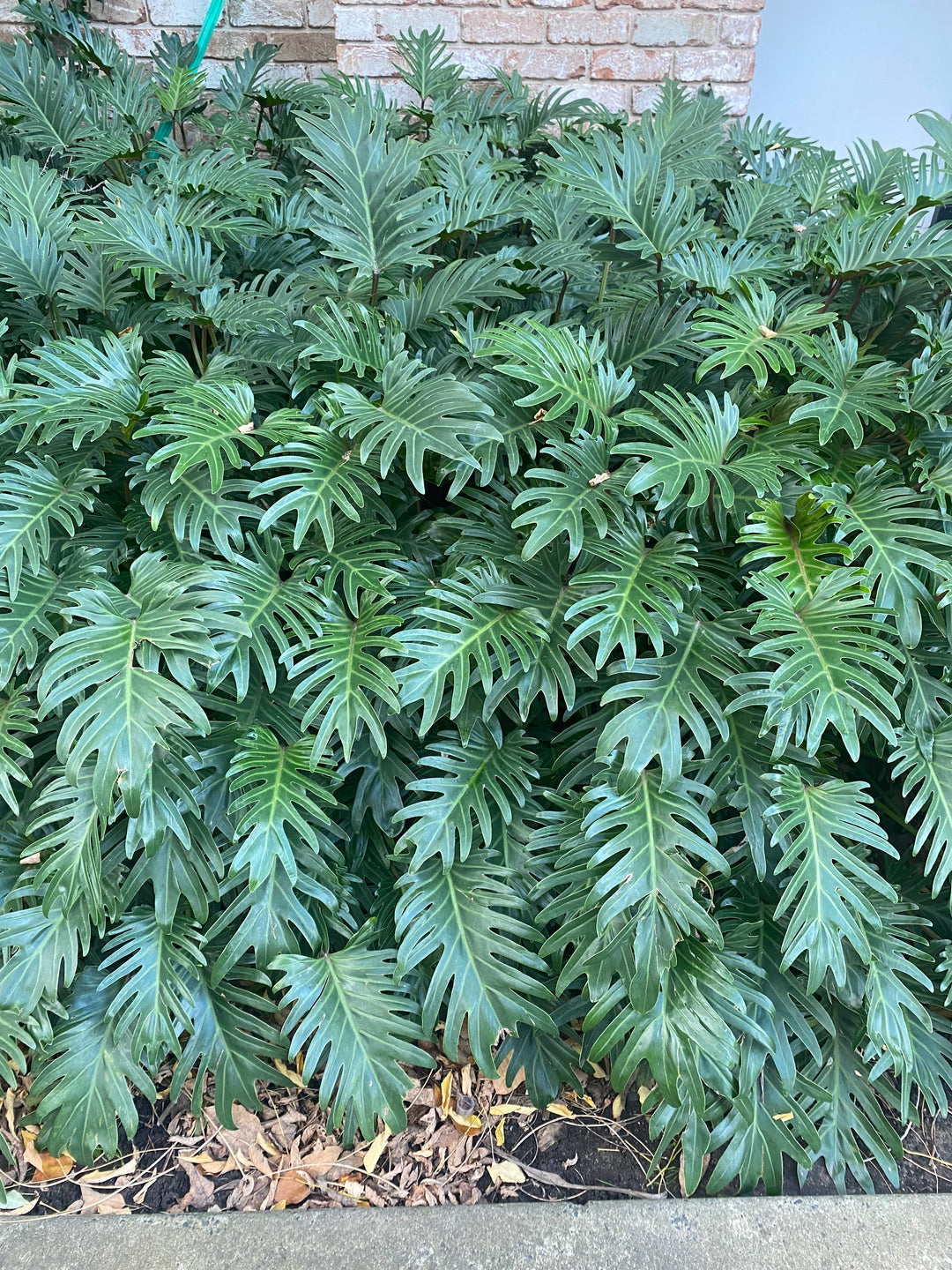 Philodendron xanadu