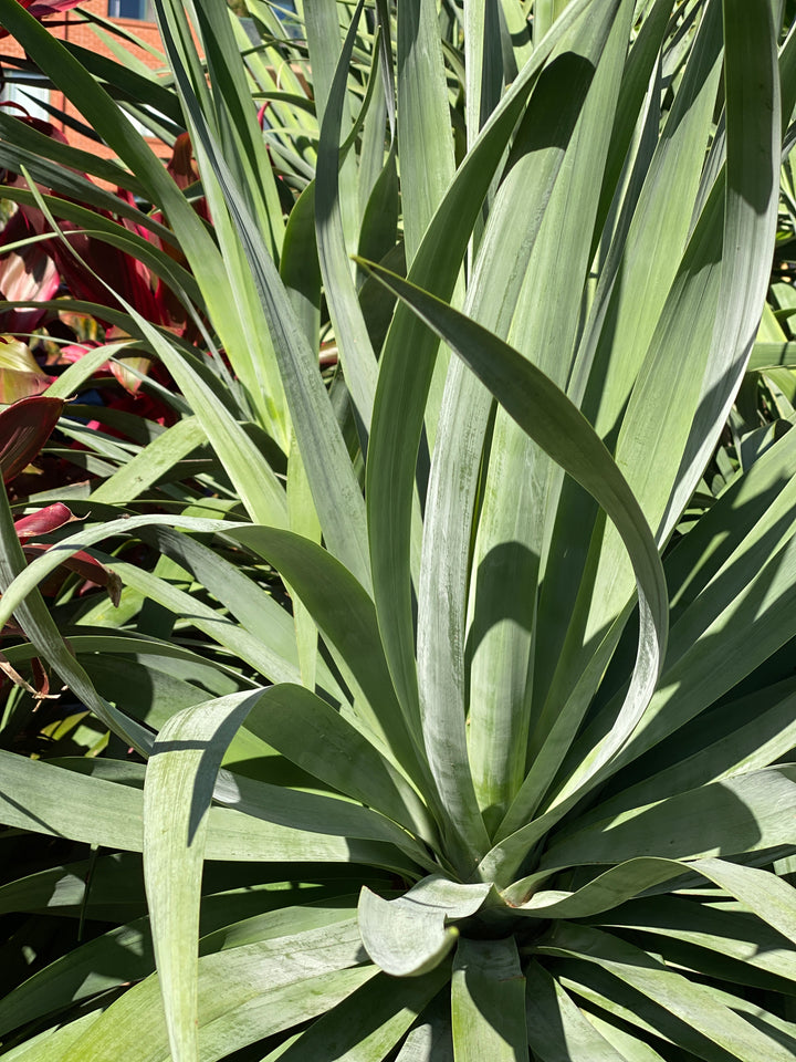 Dracaena draco (Dragon Tree)
