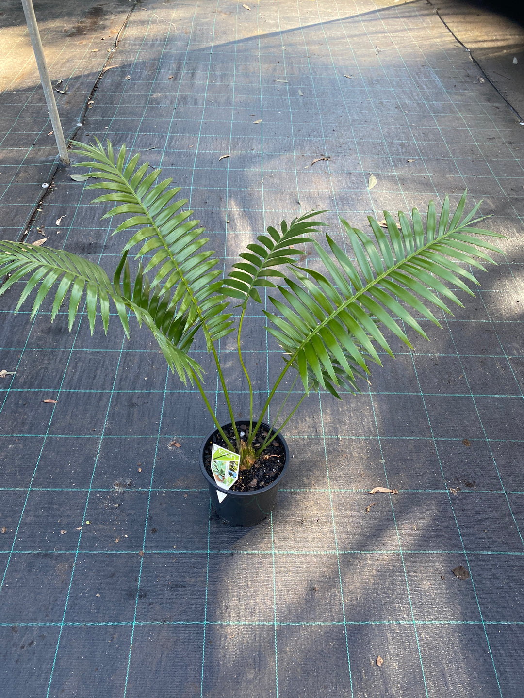 Dioon spinulosum (Gum Palm)