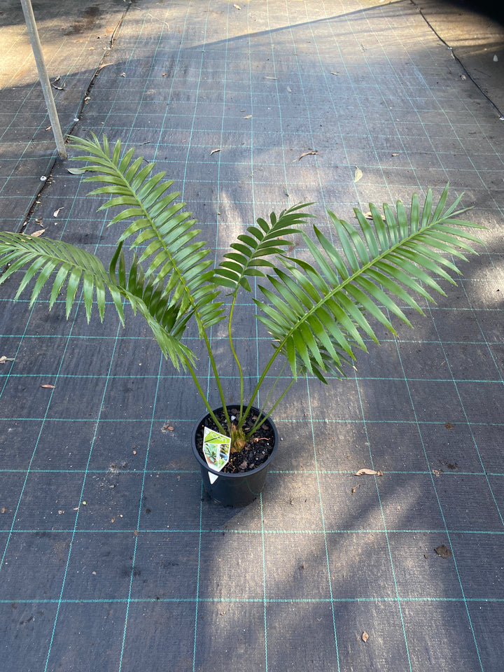 Dioon spinulosum (Gum Palm)