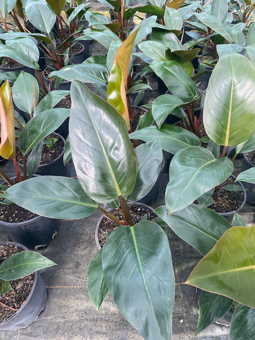 Philodendron 'Rojo Congo'