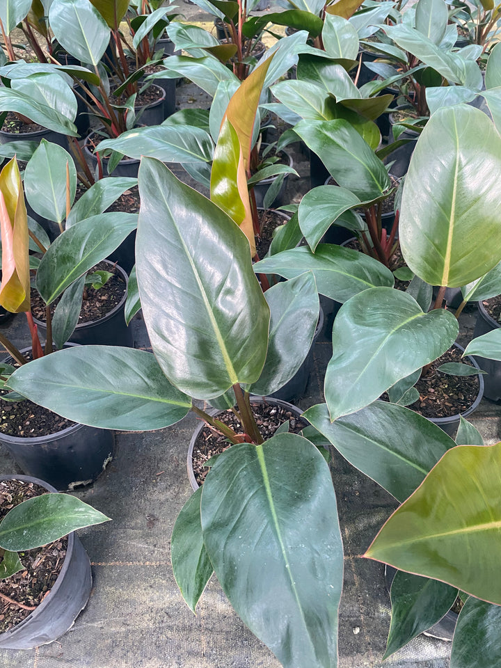 Philodendron 'Rojo Congo'