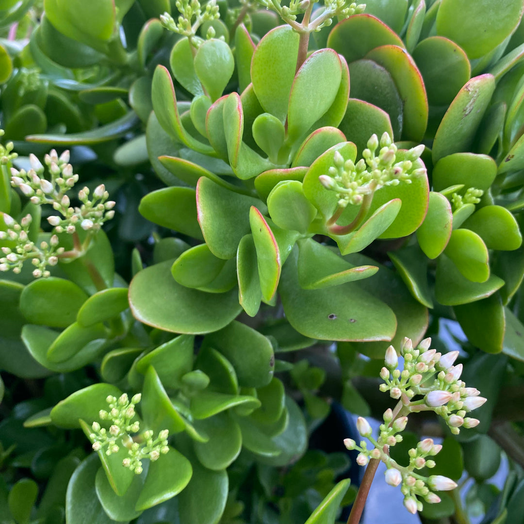 Crassula ovata