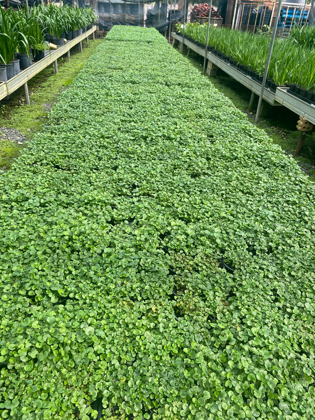 Dichondra repens (Kidney Weed)