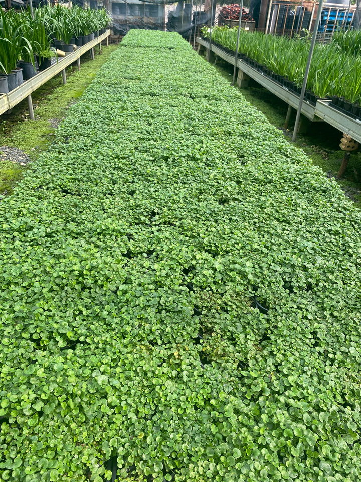 Dichondra repens (Kidney Weed)