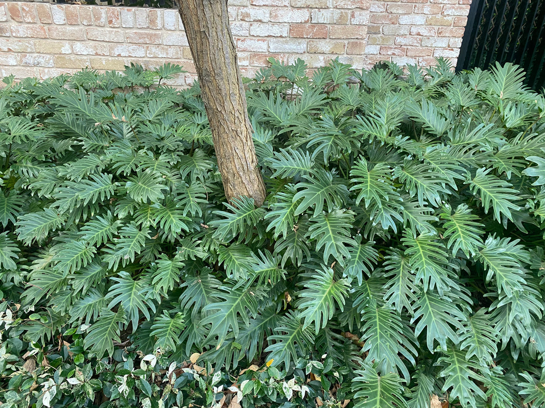 Philodendron xanadu
