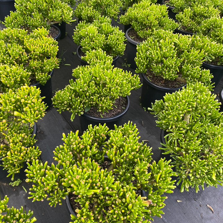 Crassula ovata 'Gollum'