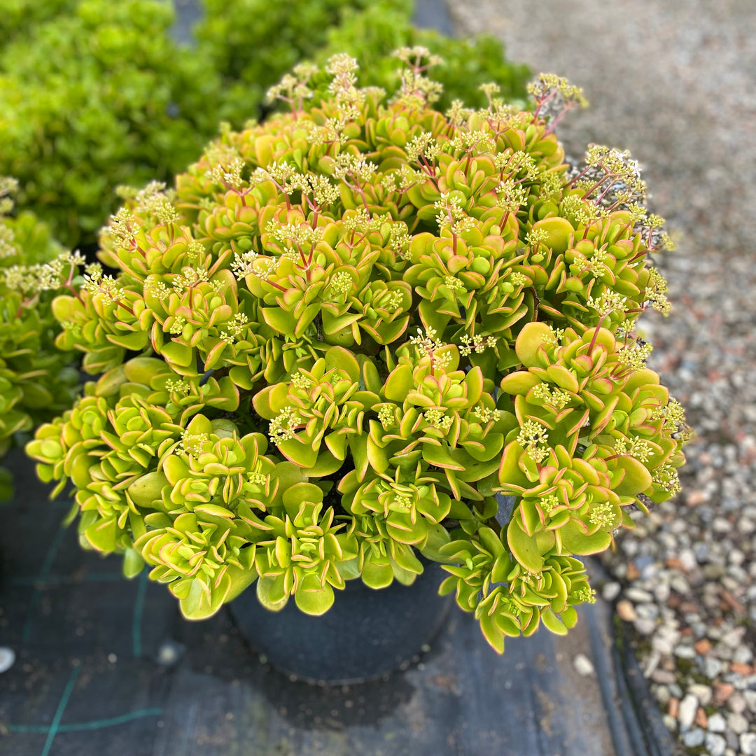 Crassula ovata