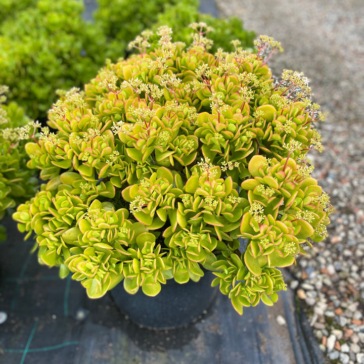 Crassula ovata