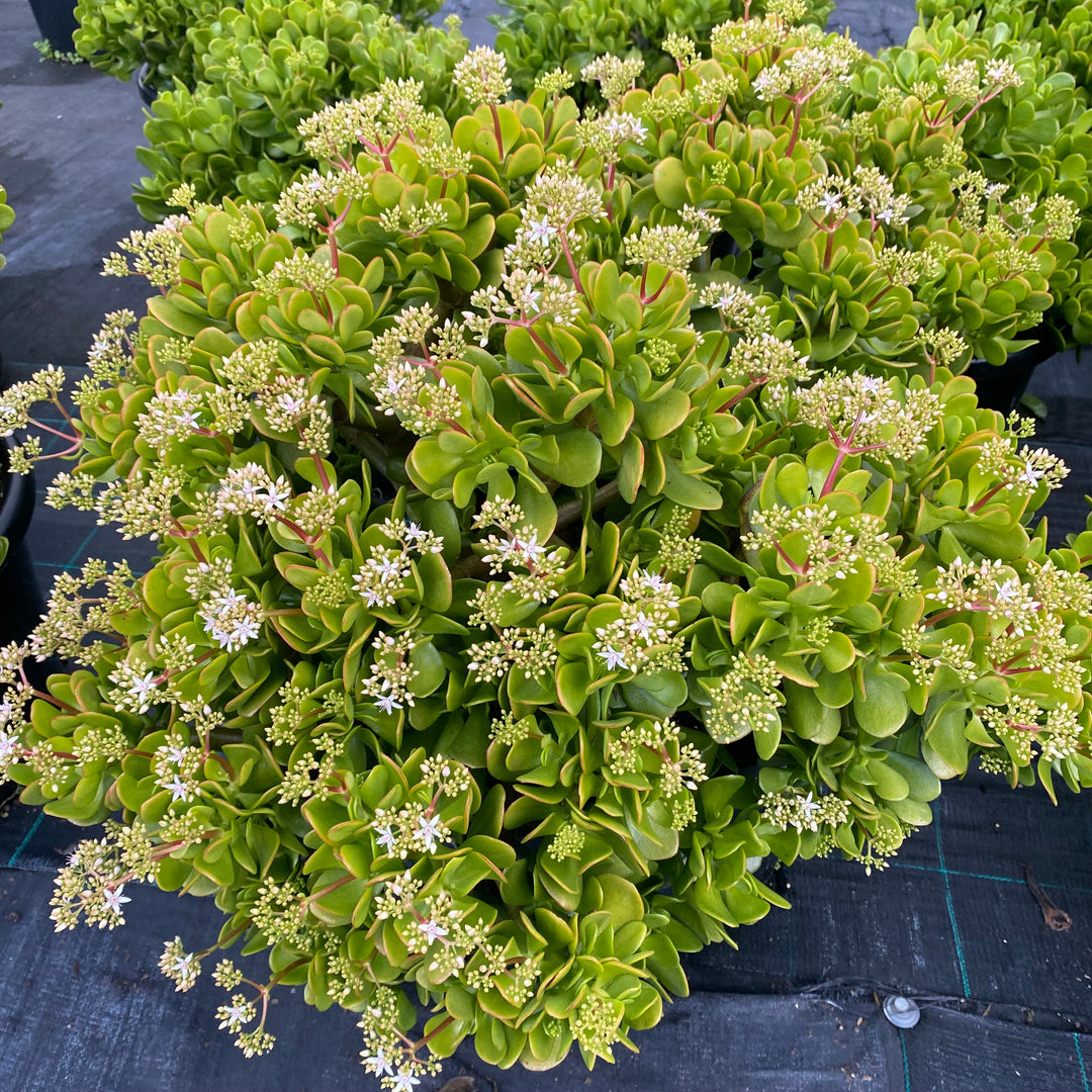 Crassula ovata
