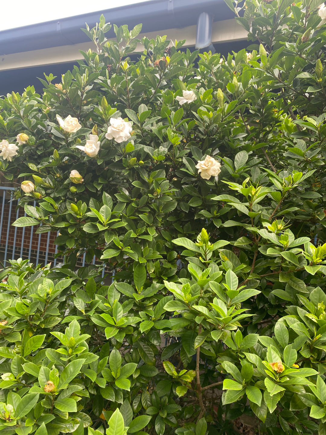 Gardenia augusta 'Florida'