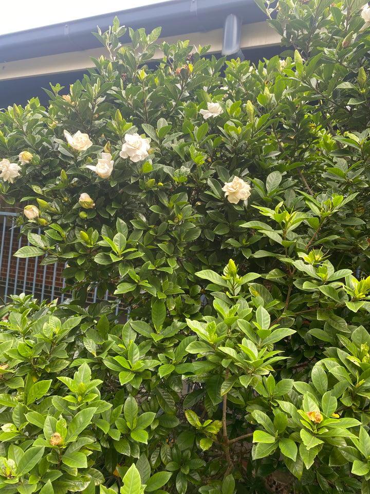 Gardenia augusta 'Florida'
