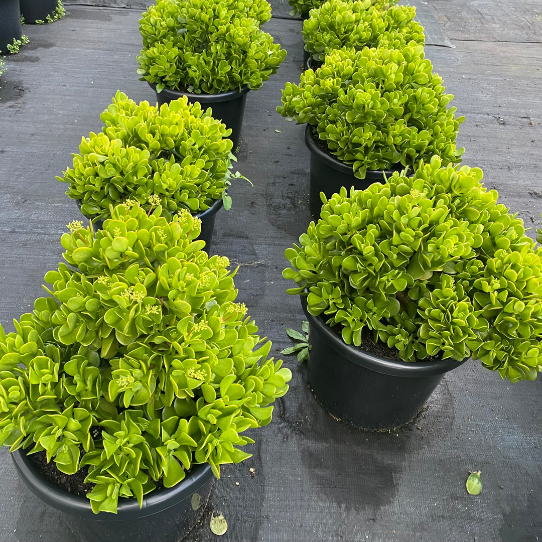 Crassula ovata