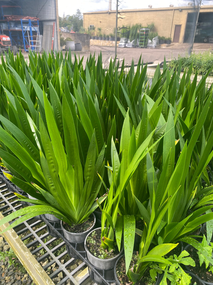 Neomarica gracilis (Brazilian Walking Iris)
