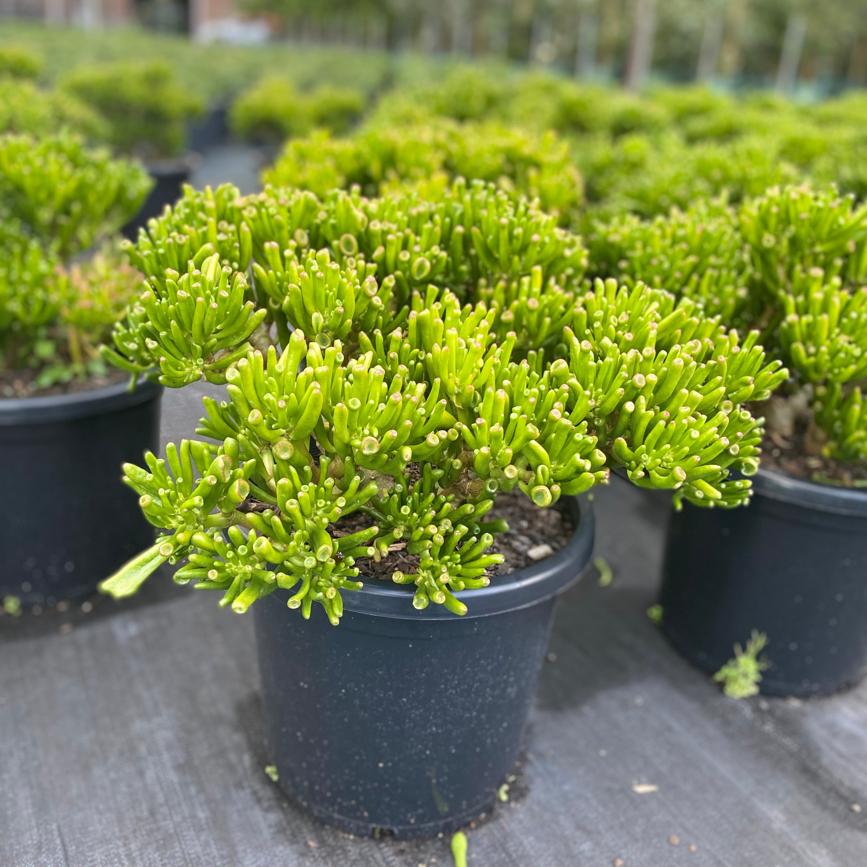 gollum succulent Crassula ovata 'Gollum'