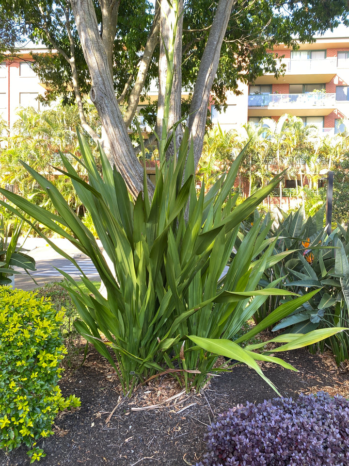 Doryanthes excelsa (Gymea Lily)