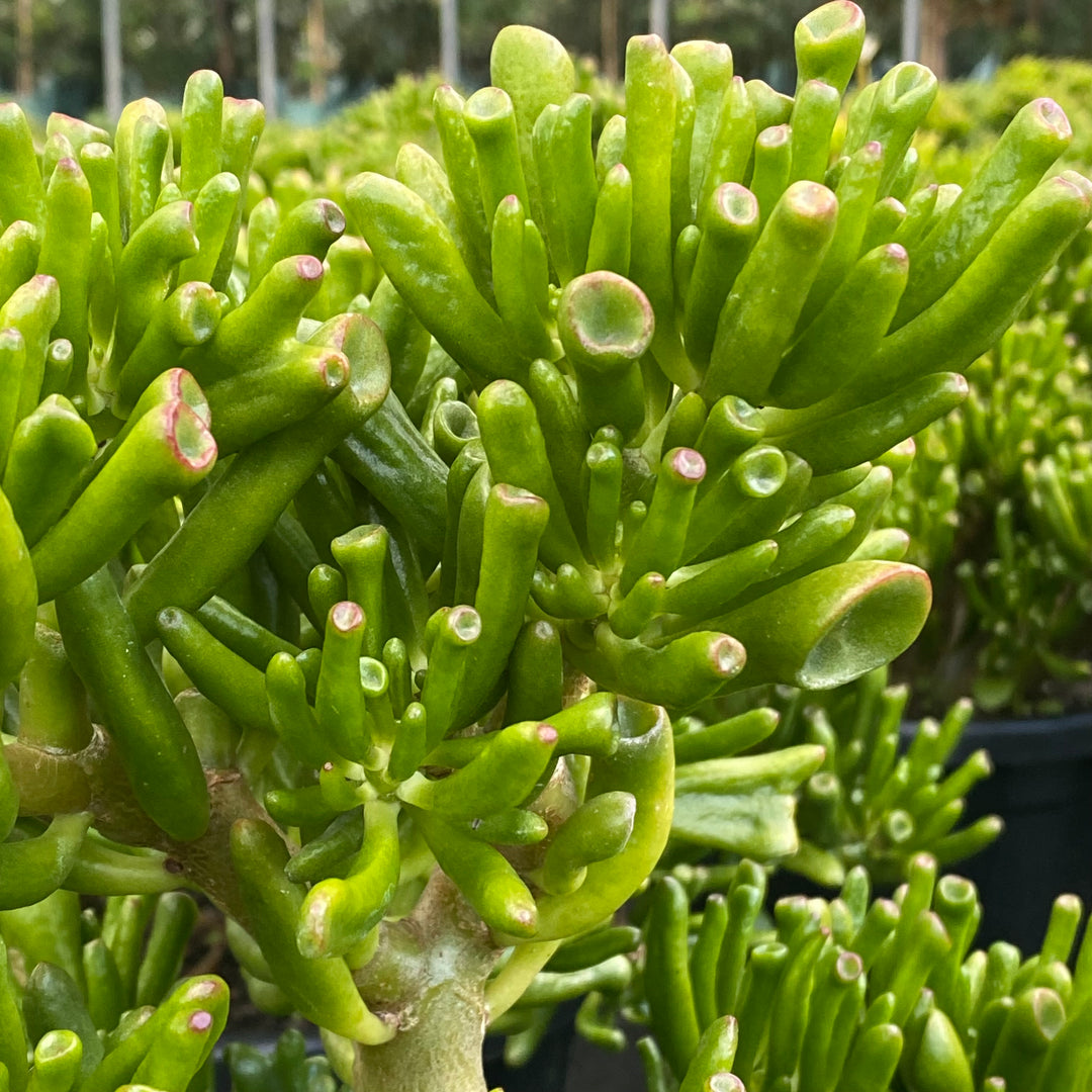 Crassula ovata 'Gollum'