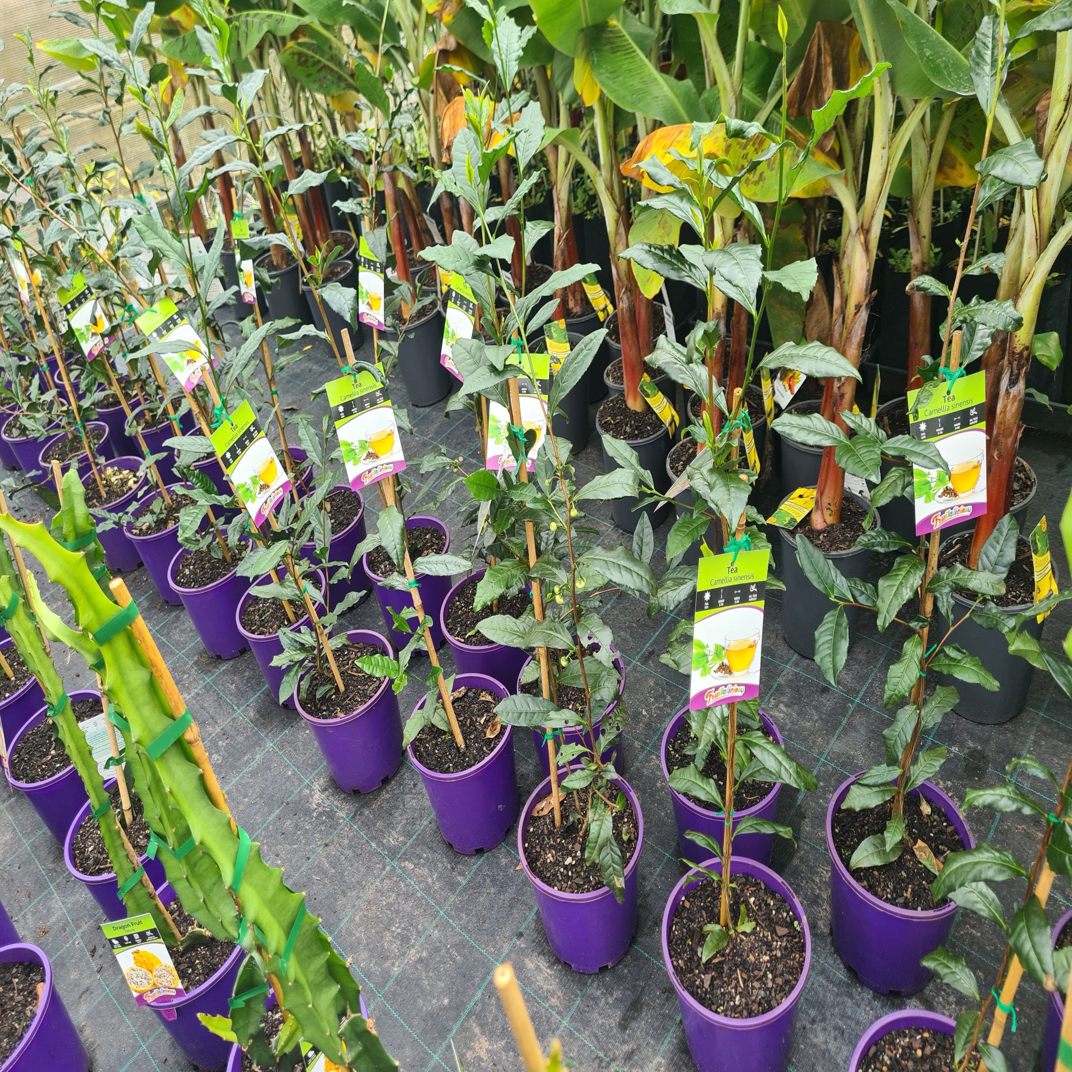 camellia sinensis plants for sale Camellia sinensis (Tea Plant)