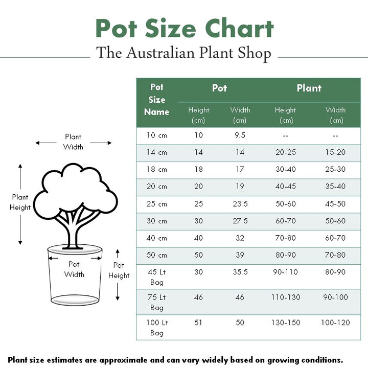 Casuarina glauca 'Cousin It'