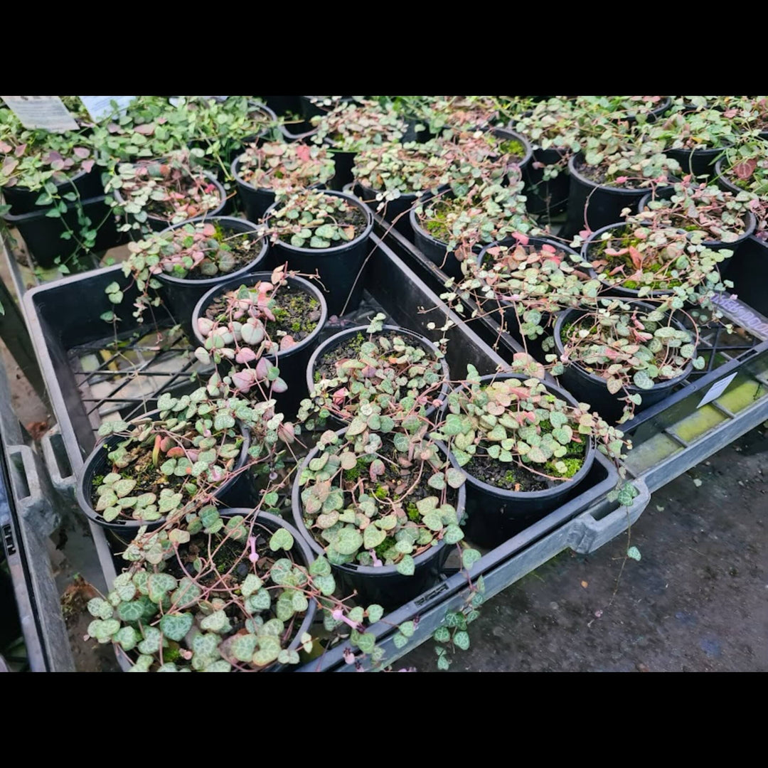 Ceropegia woodii (Chain of Hearts)
