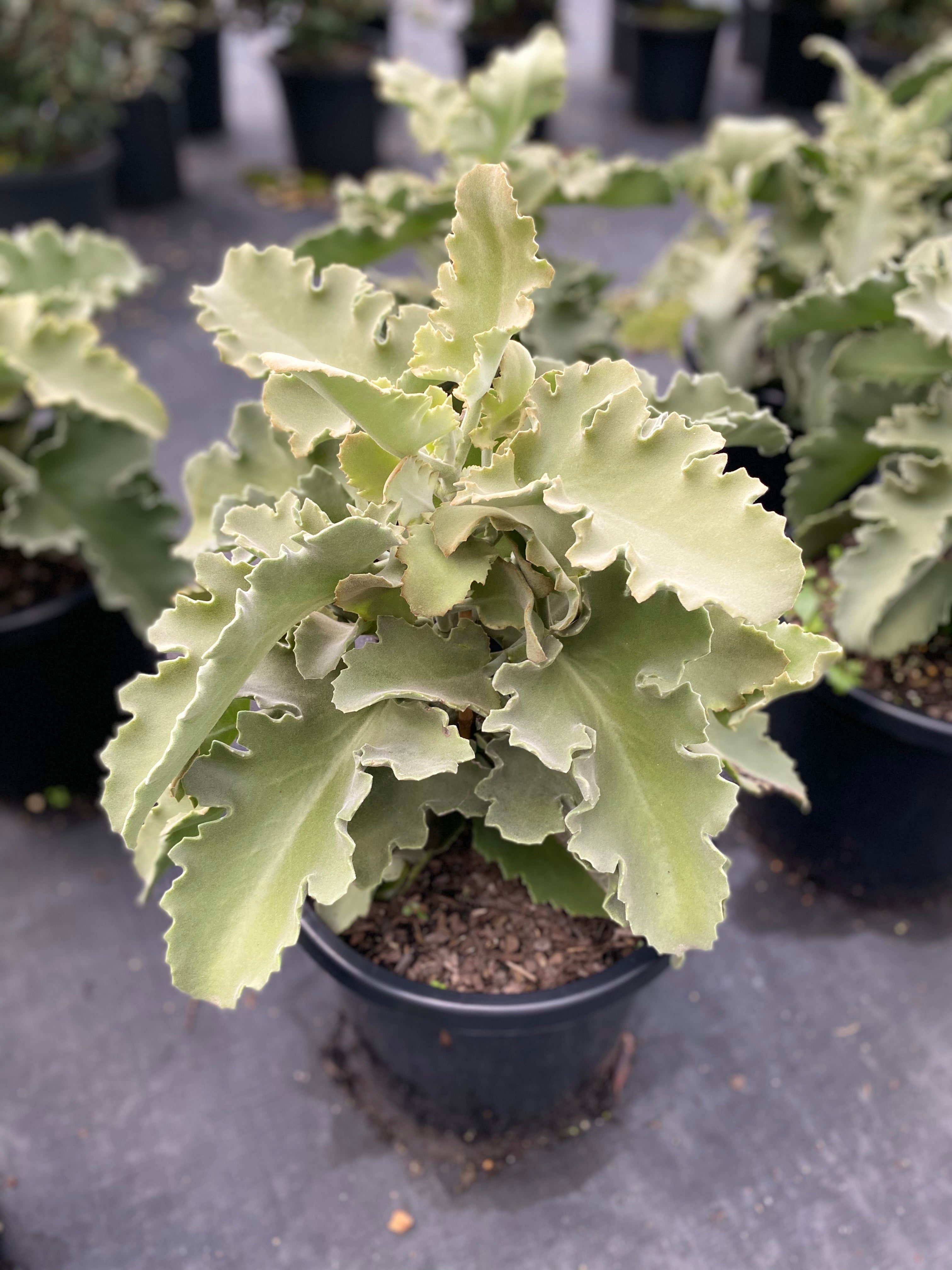 Kalanchoe beharensis – Unique Elephant's Ear Succulent with Velvety Silver  Leaves – The Australian Plant Shop