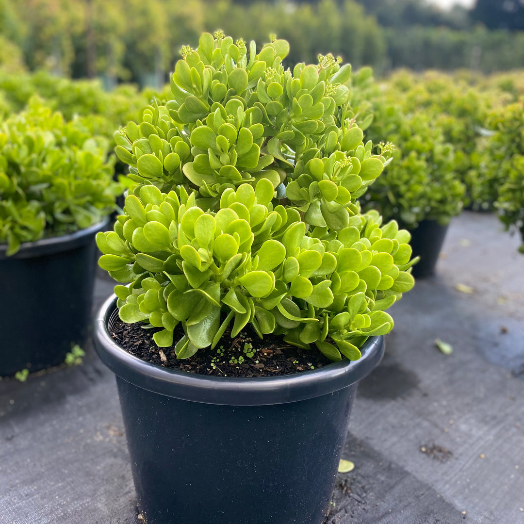 Crassula ovata