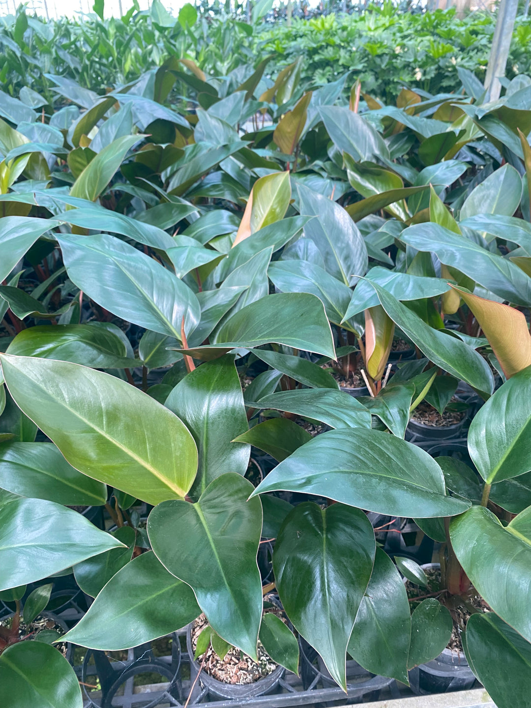 Philodendron 'Rojo Congo'