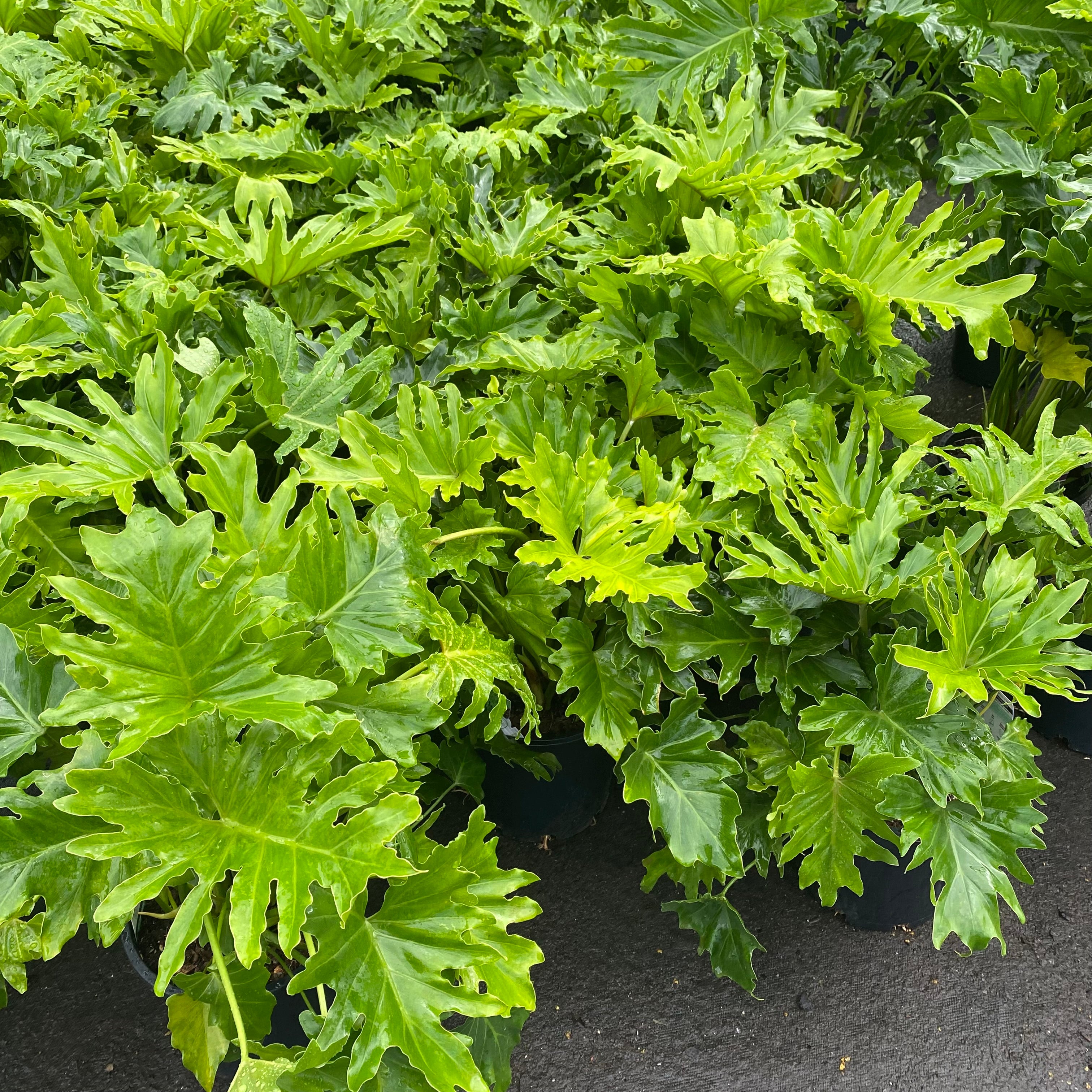 philodendron for sale australia Philodendron 'Hope'- The Australian Plant Shop