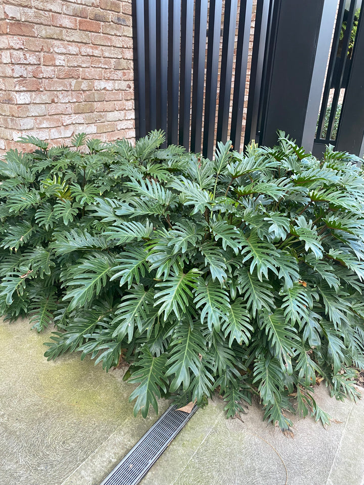 Philodendron xanadu