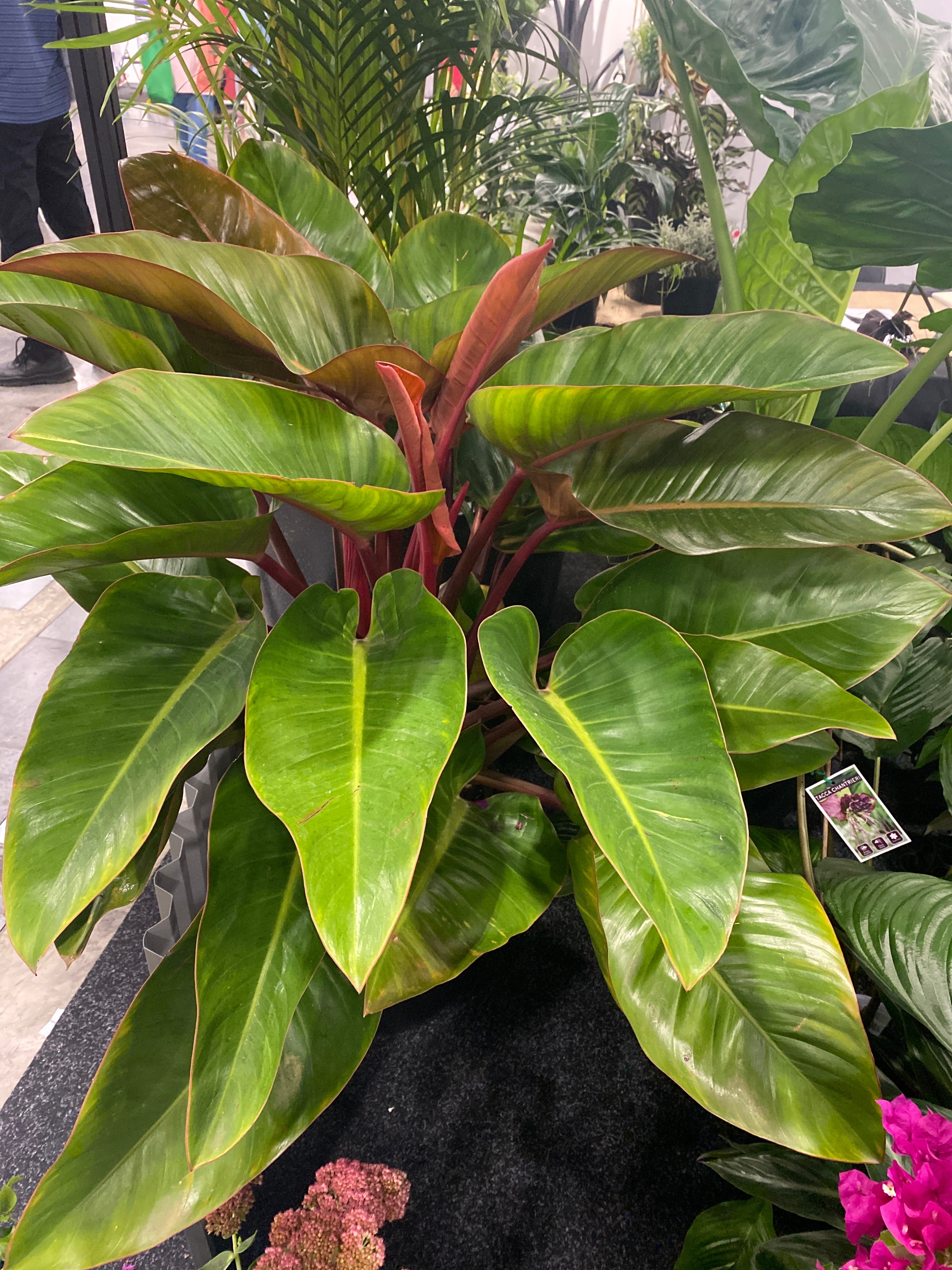philodendron congo rojo flower Philodendron 'Congo'