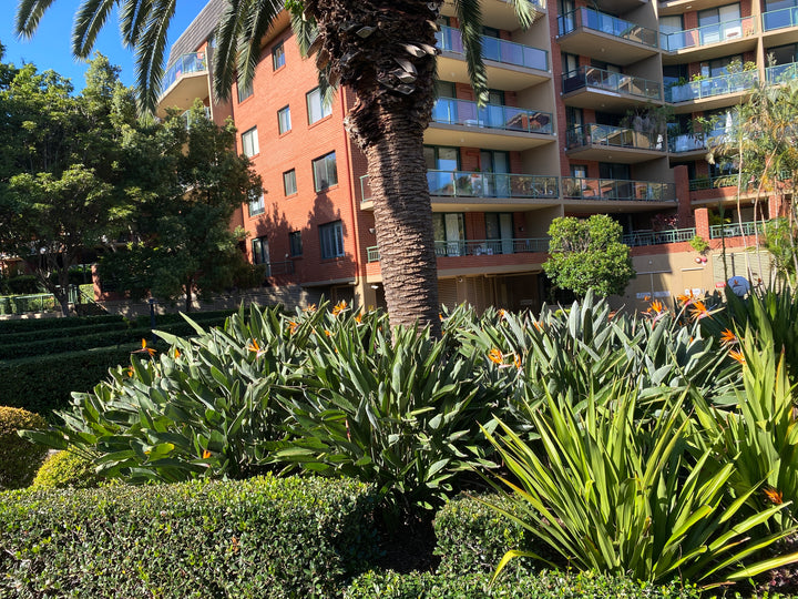Strelitzia reginae (Bird of Paradise)