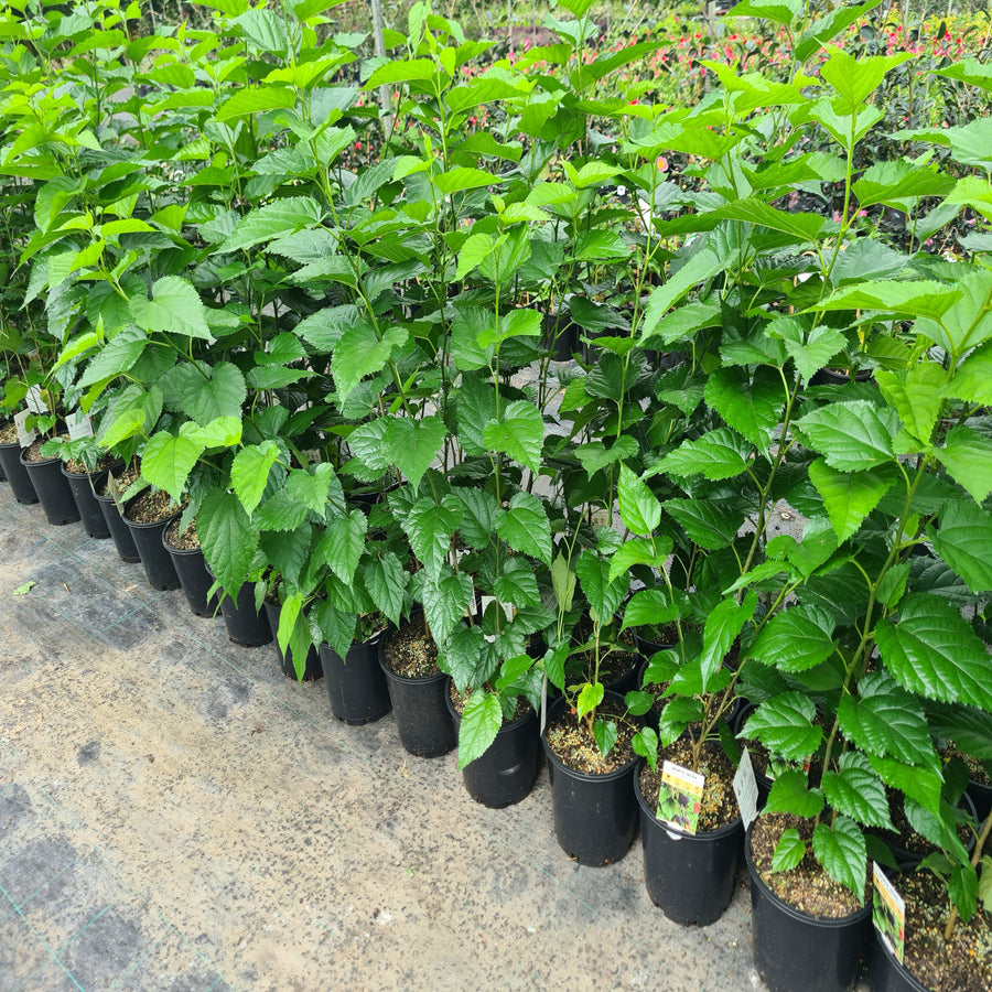 Majestic-Dwarf-Black-Mulberry-200mm