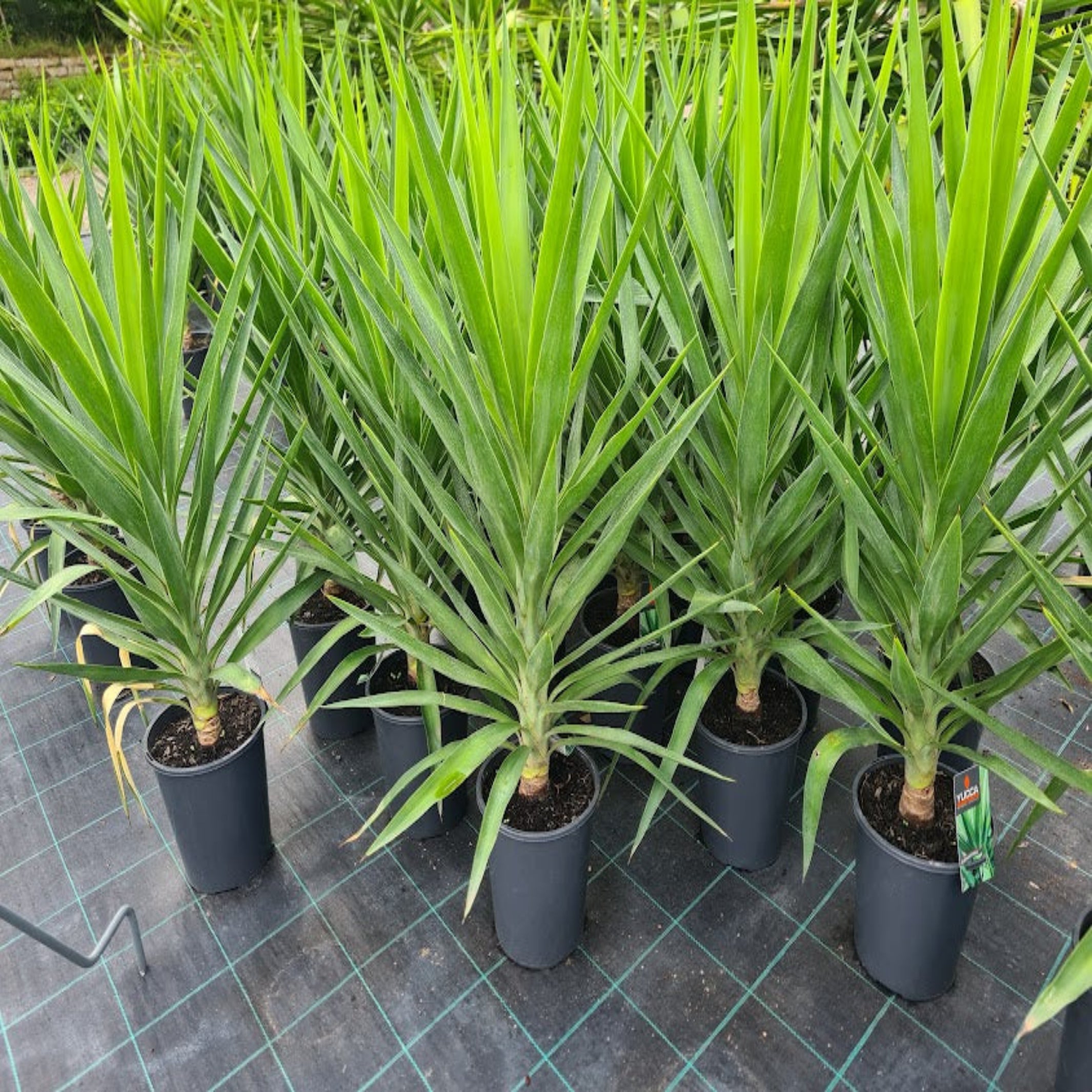 can yucca elephantipes grow outside Yucca elephantipes (Spineless Yucca)