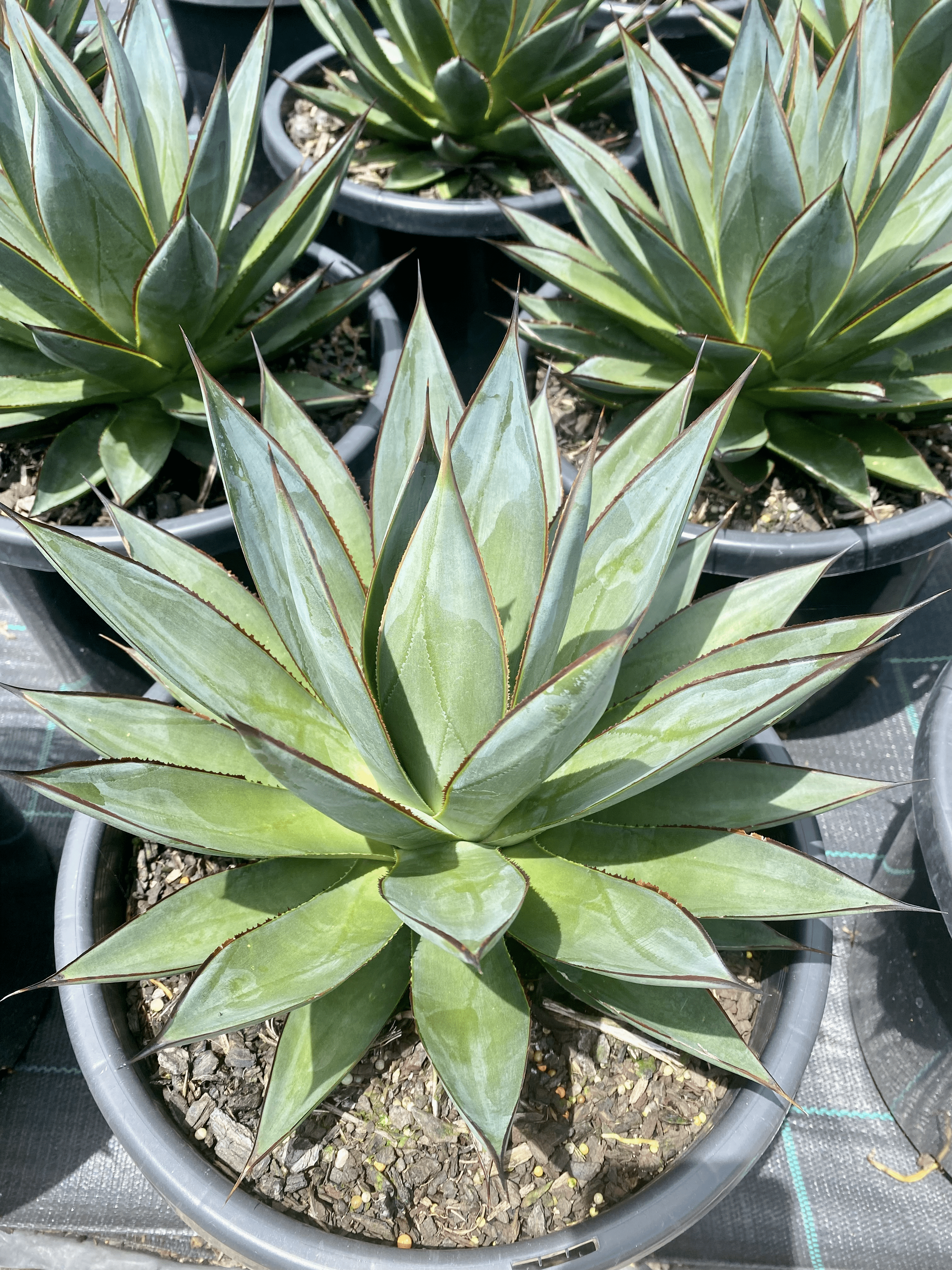アガベ Agave Blue Glow ,variegata 219 アガベ Agave Blue Glow