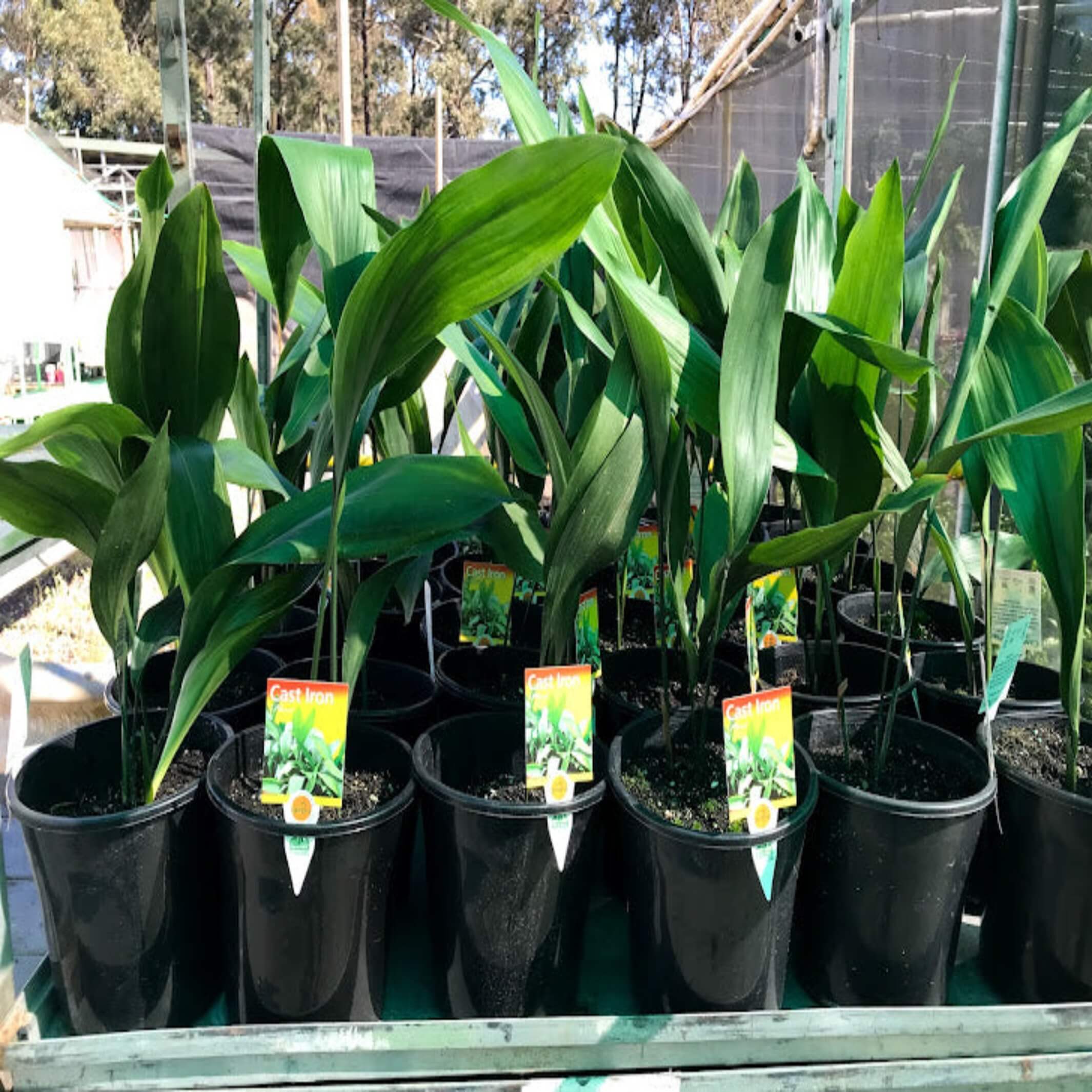 cast iron plant pot size Aspidistra elatior (Cast Iron Plant)- I The Australian Plant Shop